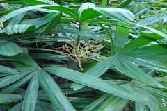 Rhapis excelsa